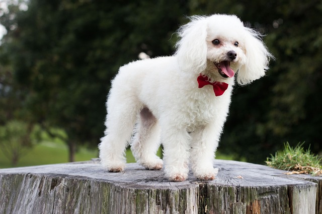 white mini dog standing alert