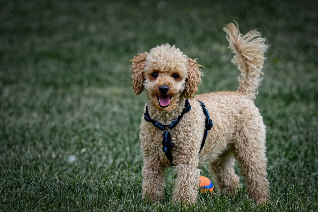 poodle dog