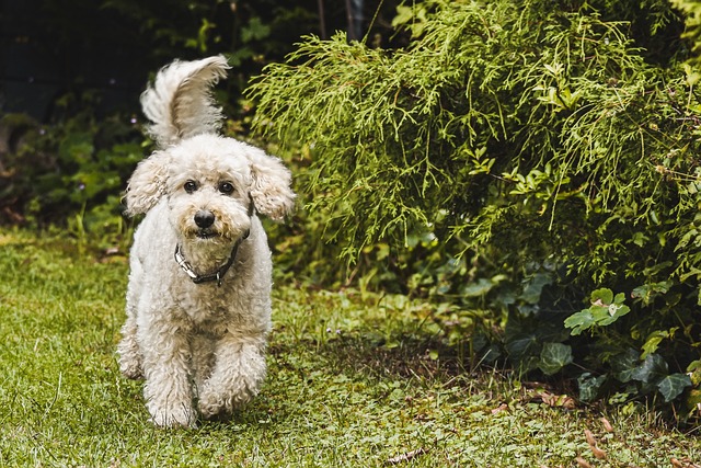 poodles are one of the smartest dogs and if you are thinking are poodle smart I would say yes they are one of the smartest dogs in the world.