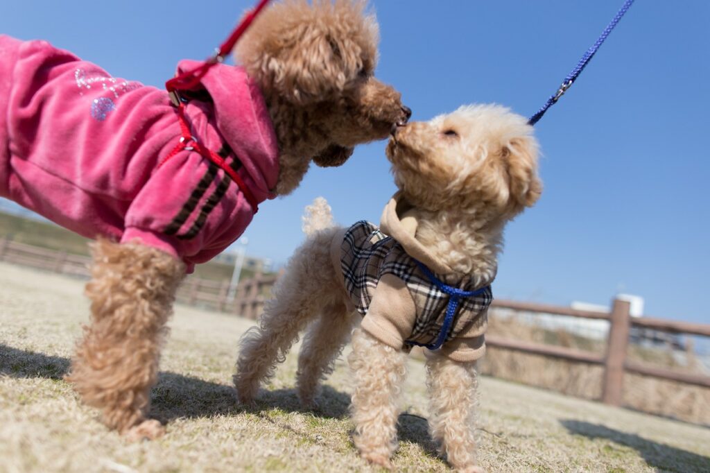 hyper poodle dog