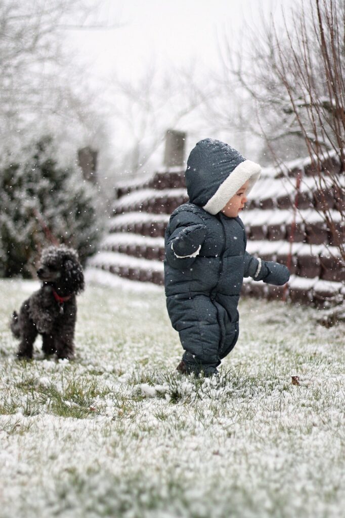 poodles are smart cannine that could guard you as well