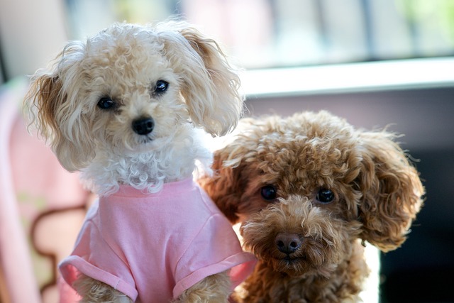 toy poodle dog