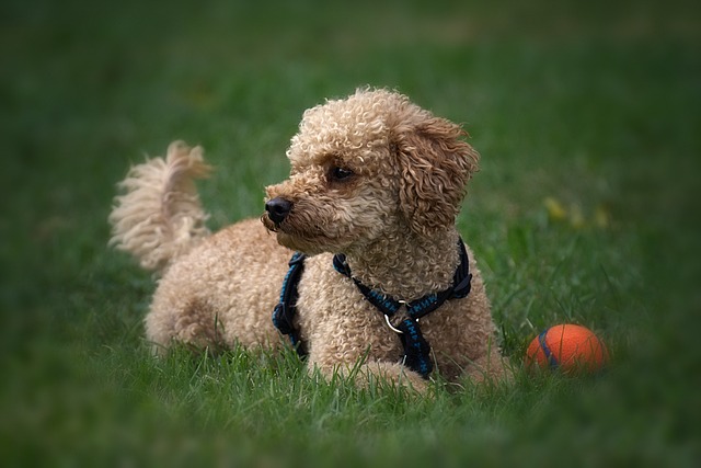 poodle dog