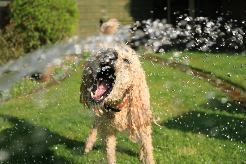 poodles training and IQ