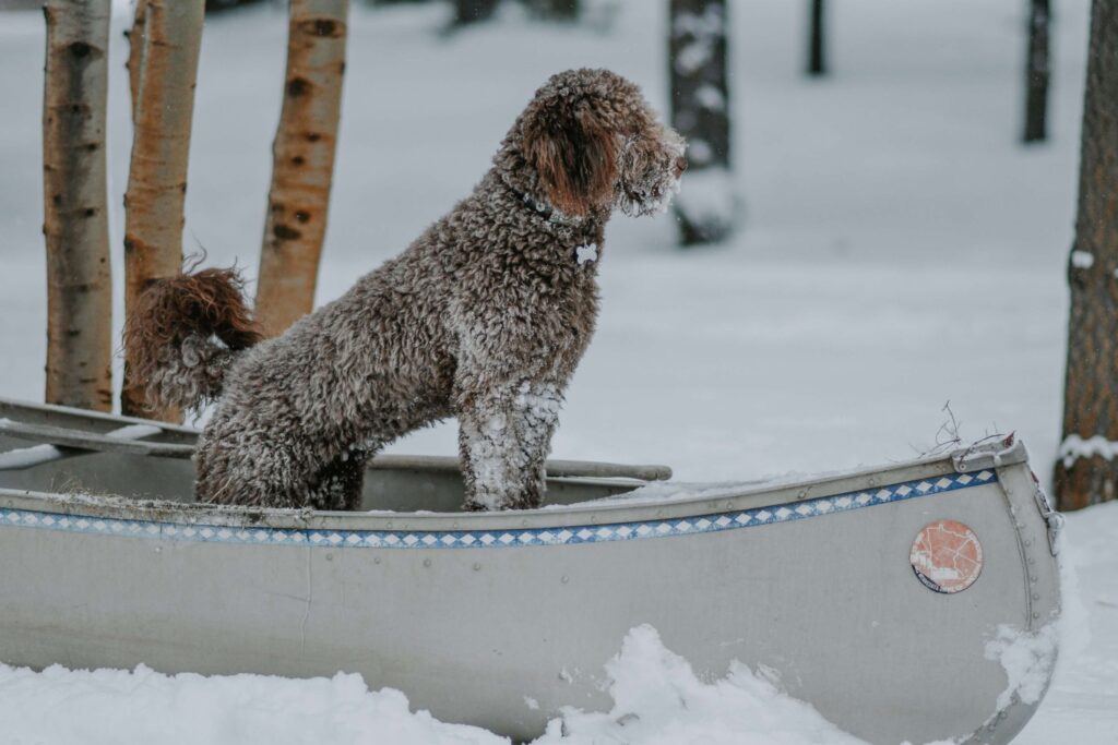 poodle dog in snow