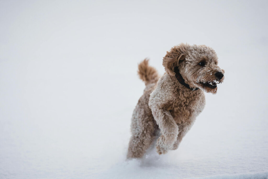 poodle dog running in cold weather