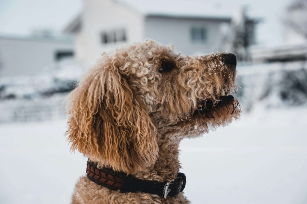 poodles dog in snow