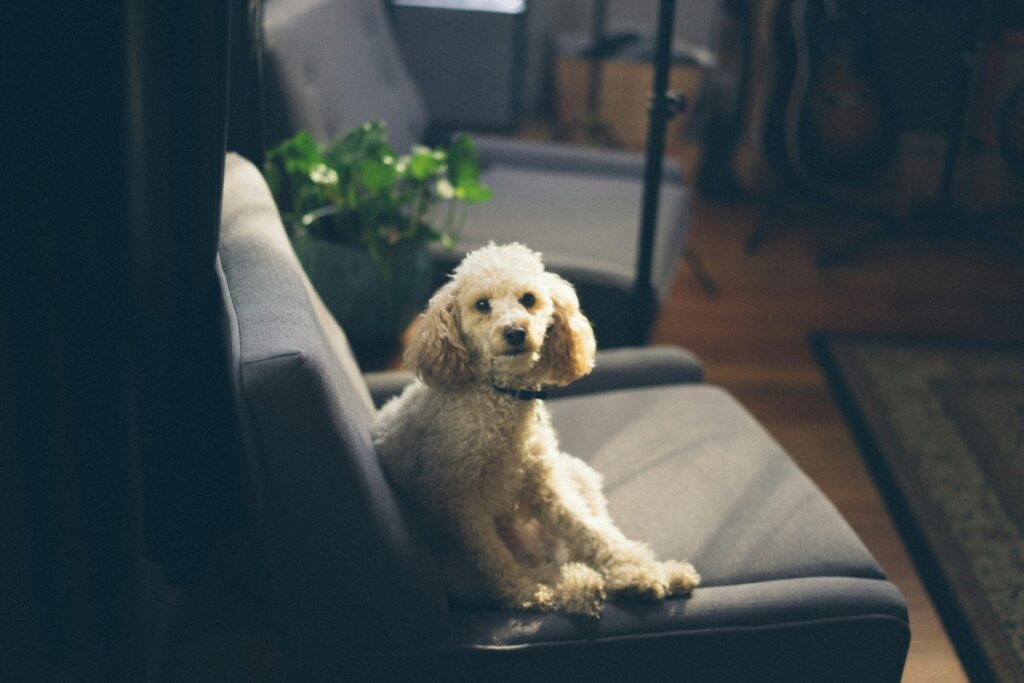 poodles are social dogs who gets along with other dogs as well