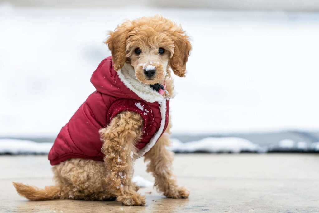 poodle dog wearing coat protection