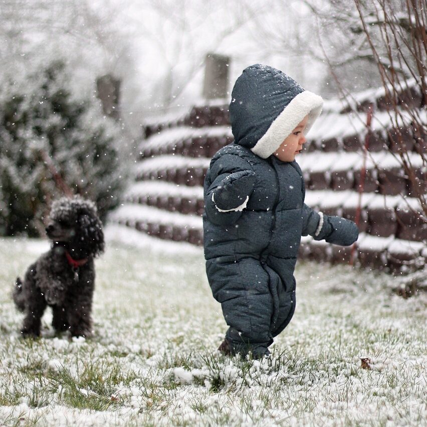 poodles are smart cannine that could guard you as well